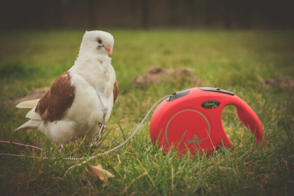 The Sophie The Pigeon Harness (DIY Pigeon Flight Harness) - Image 3