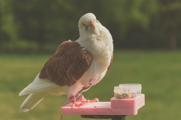 Sophie's Travel Perch