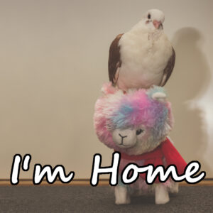 Sophie's Song: I'm Home